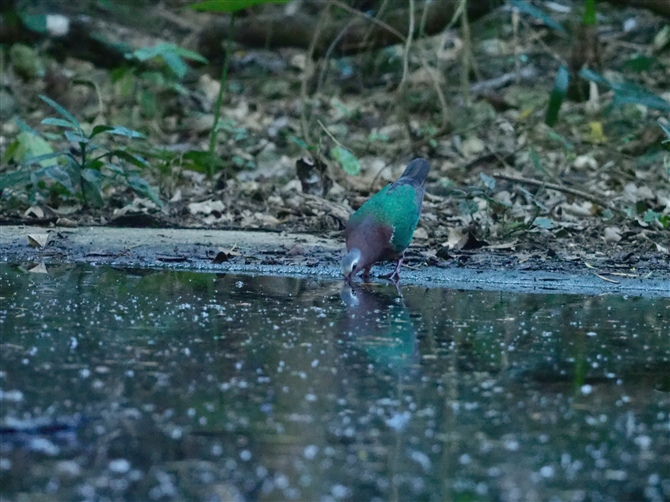 Log,Emerald Dove